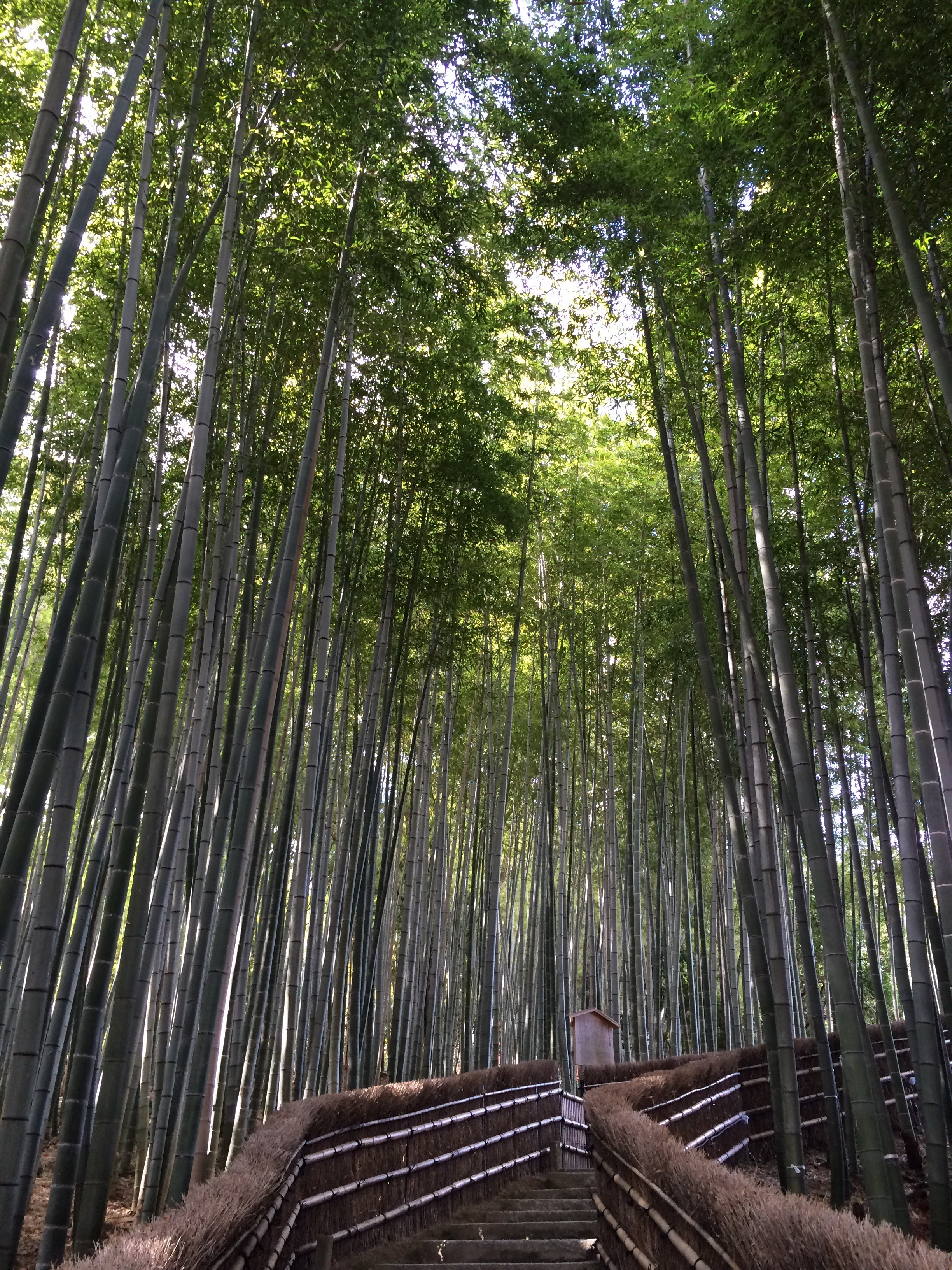 竹林