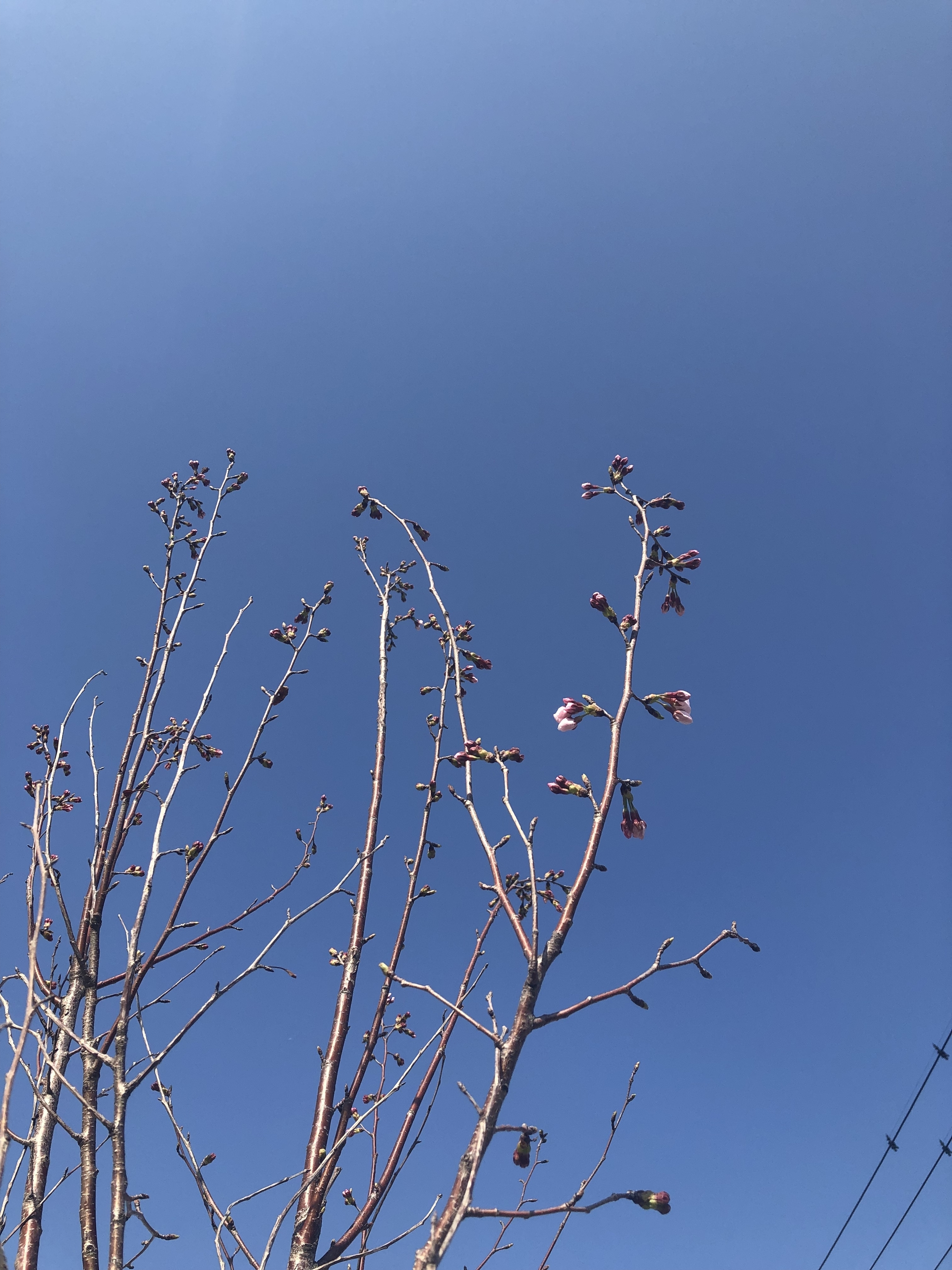 桜