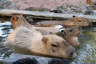 湯船につかる