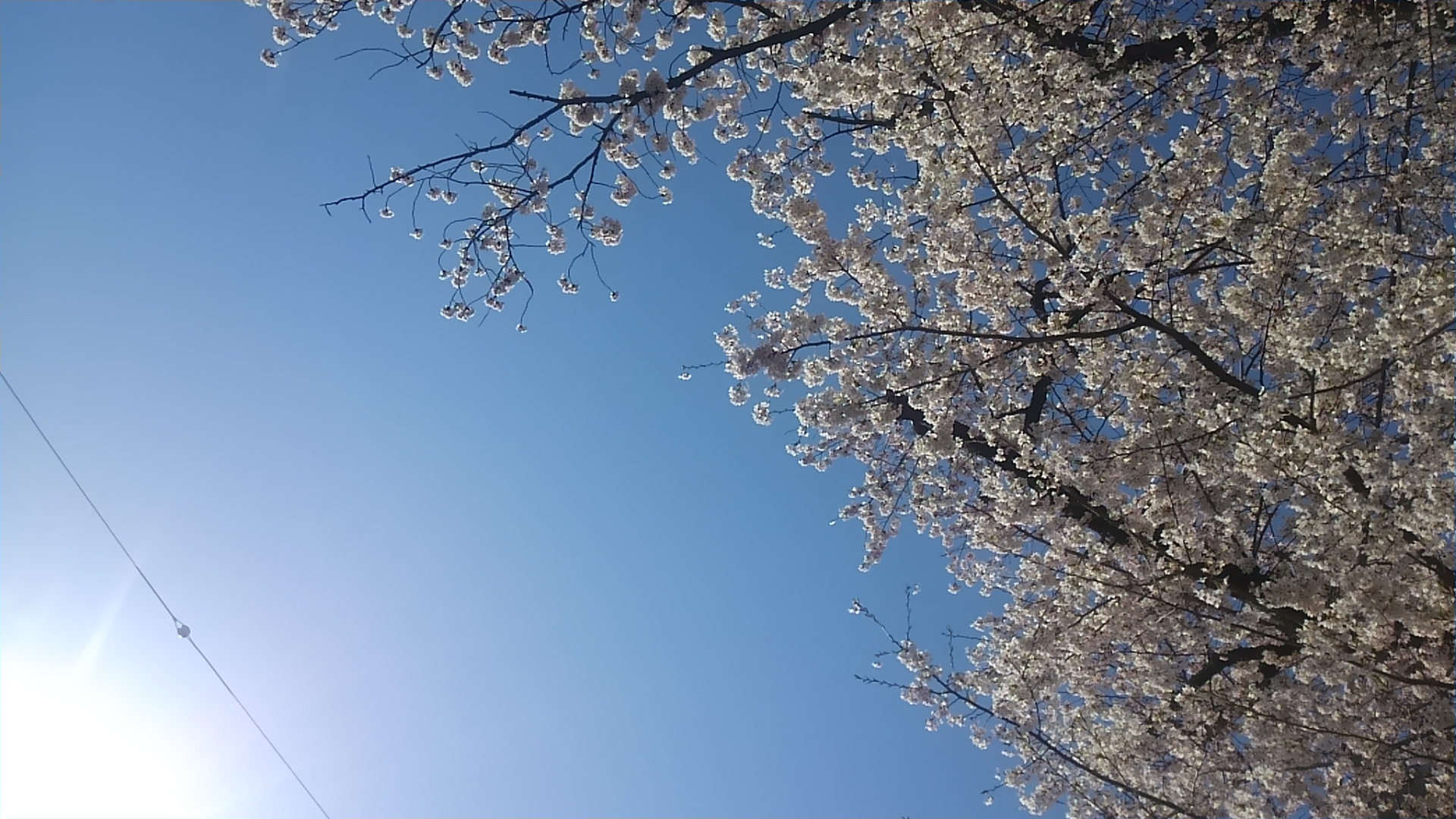 桜