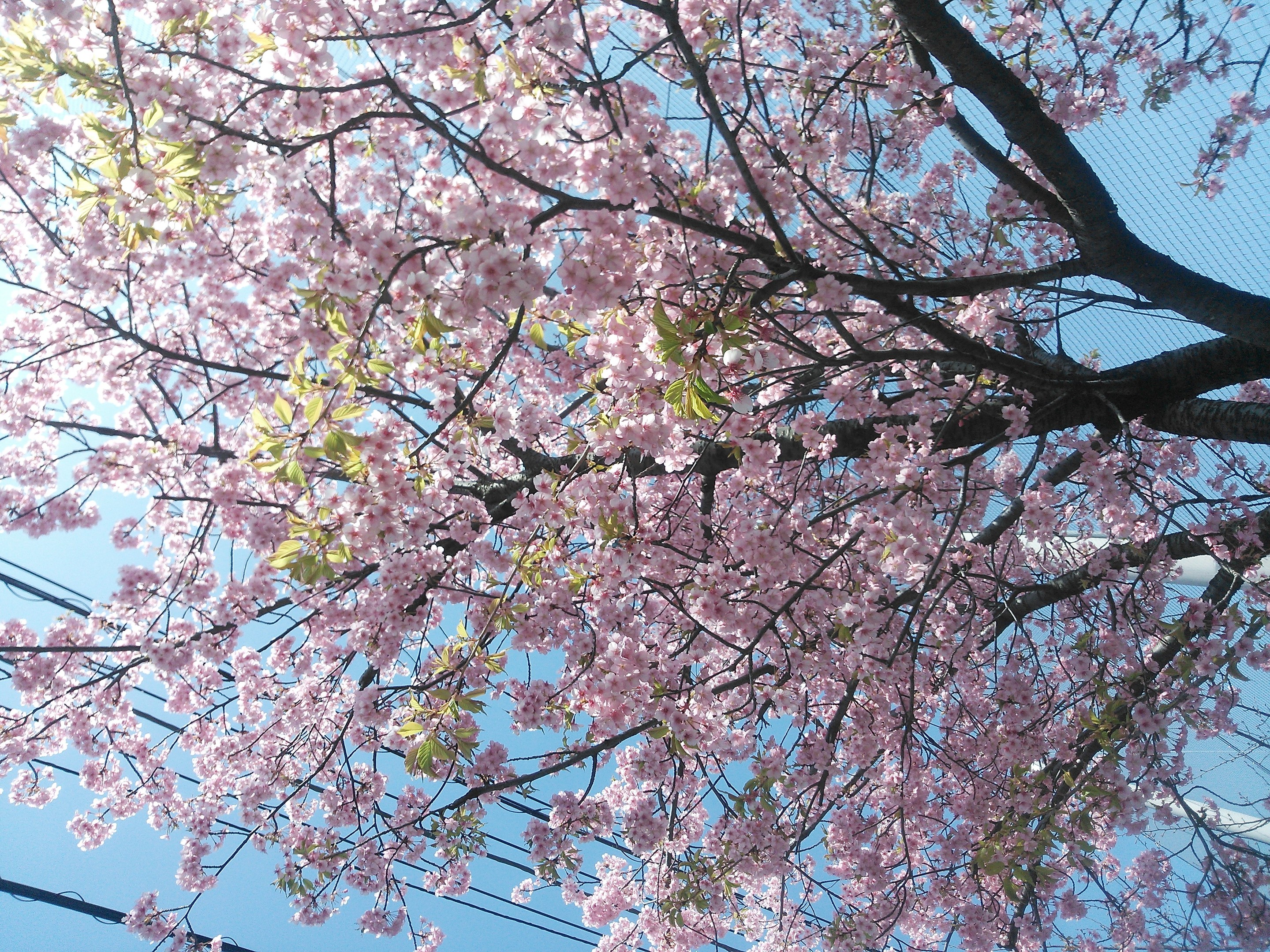 桜