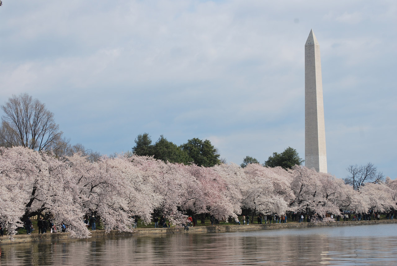 桜