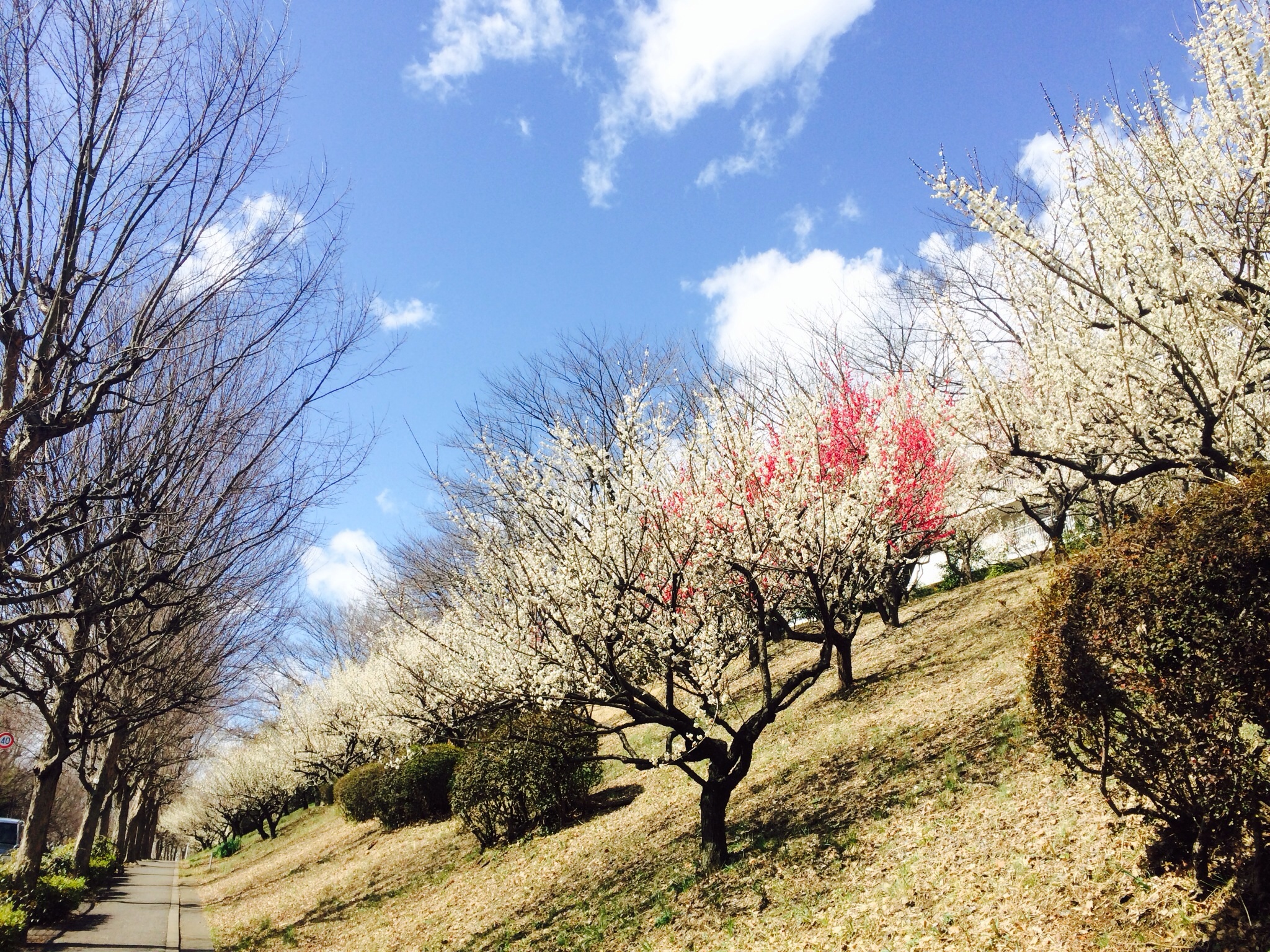 春の景色1