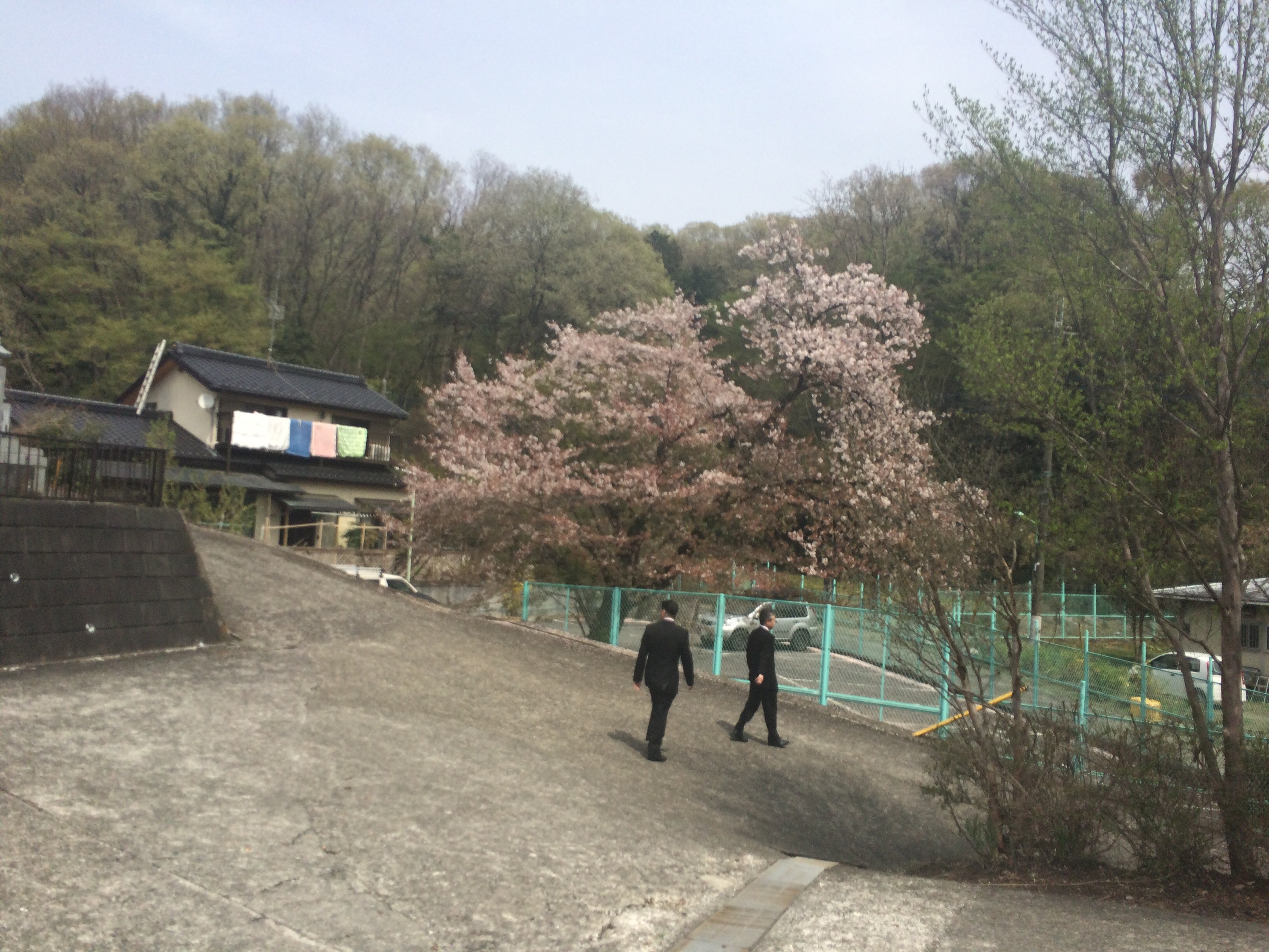 桜